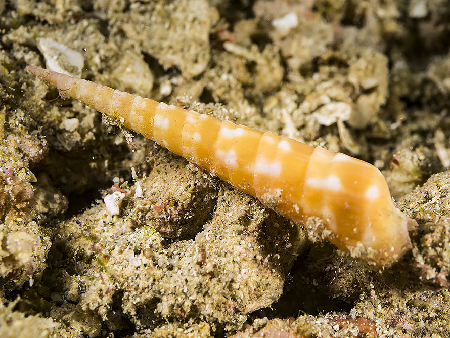Oxymeris dimidiata